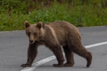 Gấu nâu tấn công làm ít nhất 22 người chết ở Nga, thợ săn Siberia mở cuộc săn