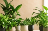 Làm thế nào để cây trồng trong nhà của bạn sống khỏe mạnh?